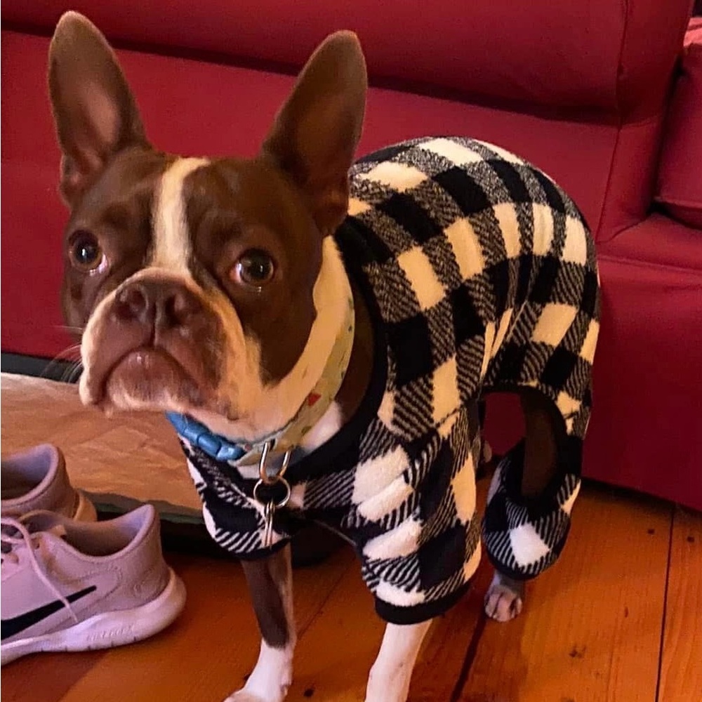 Buffalo Check Puppy Pj's- Black and White